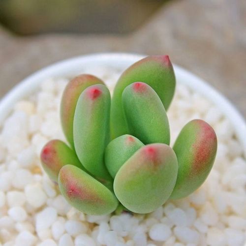 青星美人便宜多肉三日月美人老桩新手室内可爱桌面仙人掌类植物