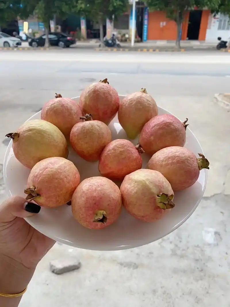 超超超好看的胭脂红番石榴!软糯香甜巨好吃