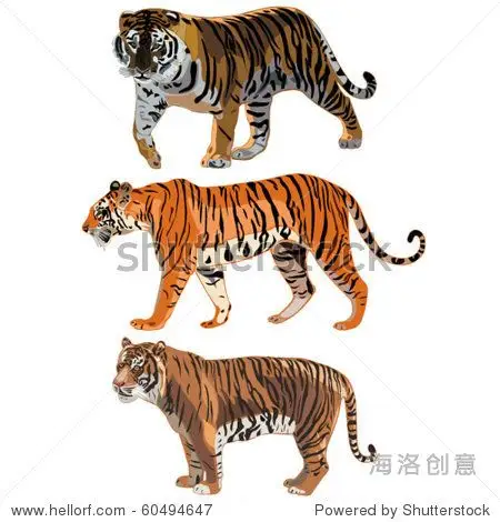 three tigers in the world siberian tiger sumatran tiger bengal