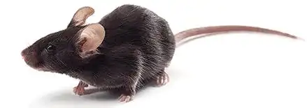 现货spf级阿尔茨海默症老年痴呆症3xtg-ad小鼠app/ps1/tau转基因小鼠