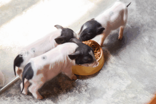 养着猪的猫咪咖啡厅,最吸引我的却是一杯星空冰沙