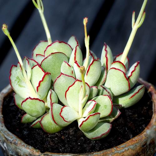 巧克力线福娘多肉植物易爆盆群生多头肉肉创意盆栽花卉绿植