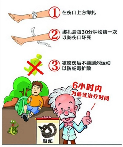 毒蛇咬伤后现场急救很重要,尽早到达有条件的医疗中心进行清创,应用抗
