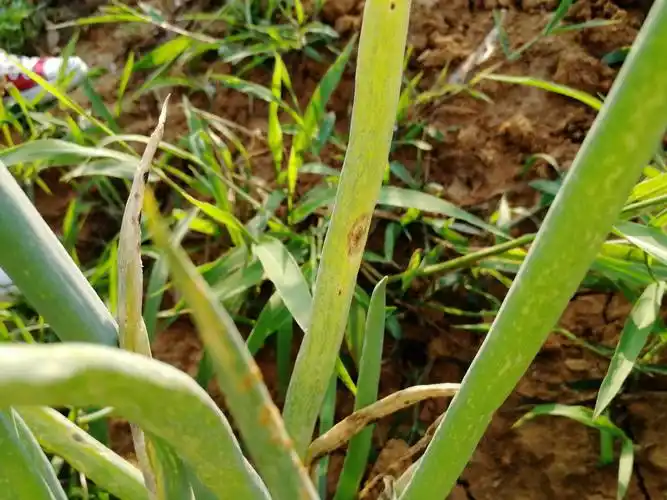 葱锈病是葱常见的病害之一,各地菜区普遍发生,主要危害露地栽培的大葱