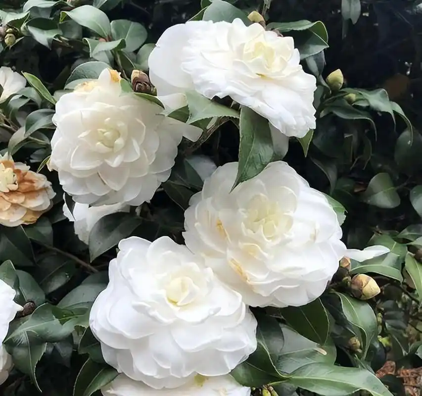 东方亮茶花比兰花漂亮,比牡丹好看,家中放一盆,改变风格上档次