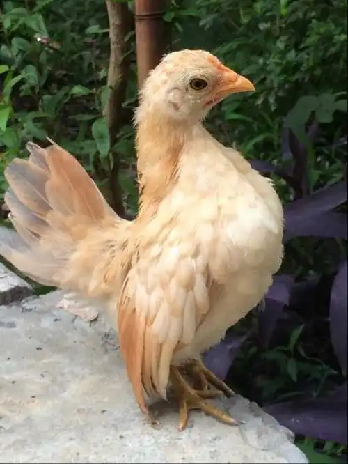 我养的马来西亚塞拉玛(世界上体型最小的鸡种,海量图片供欣赏)_观赏鸡