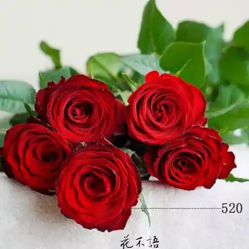 17种玫瑰花品种,你都认识吗?