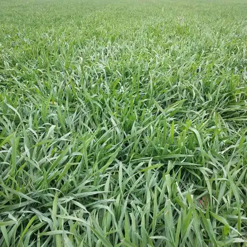 一折大麦草 新鲜 包邮