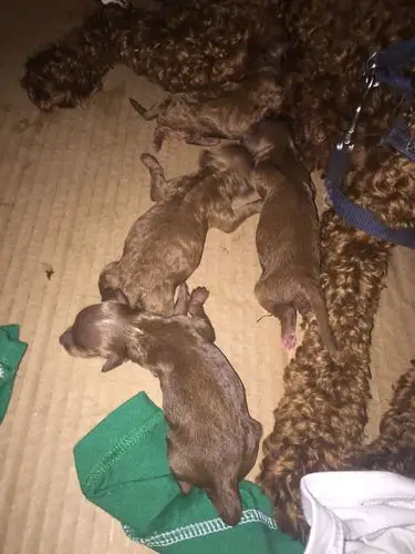 刚刚出生的泰迪毛怎么不卷啊?