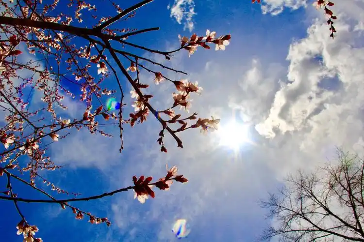 想看中国最美春天,这个月中旬就出发.