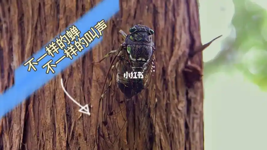 科普时间不一样的蝉叫声也不一样