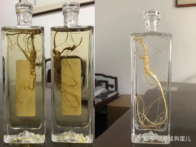 人参酒泡制方法园参林下参野山参干人参与鲜人参泡酒比例人参怎么泡酒