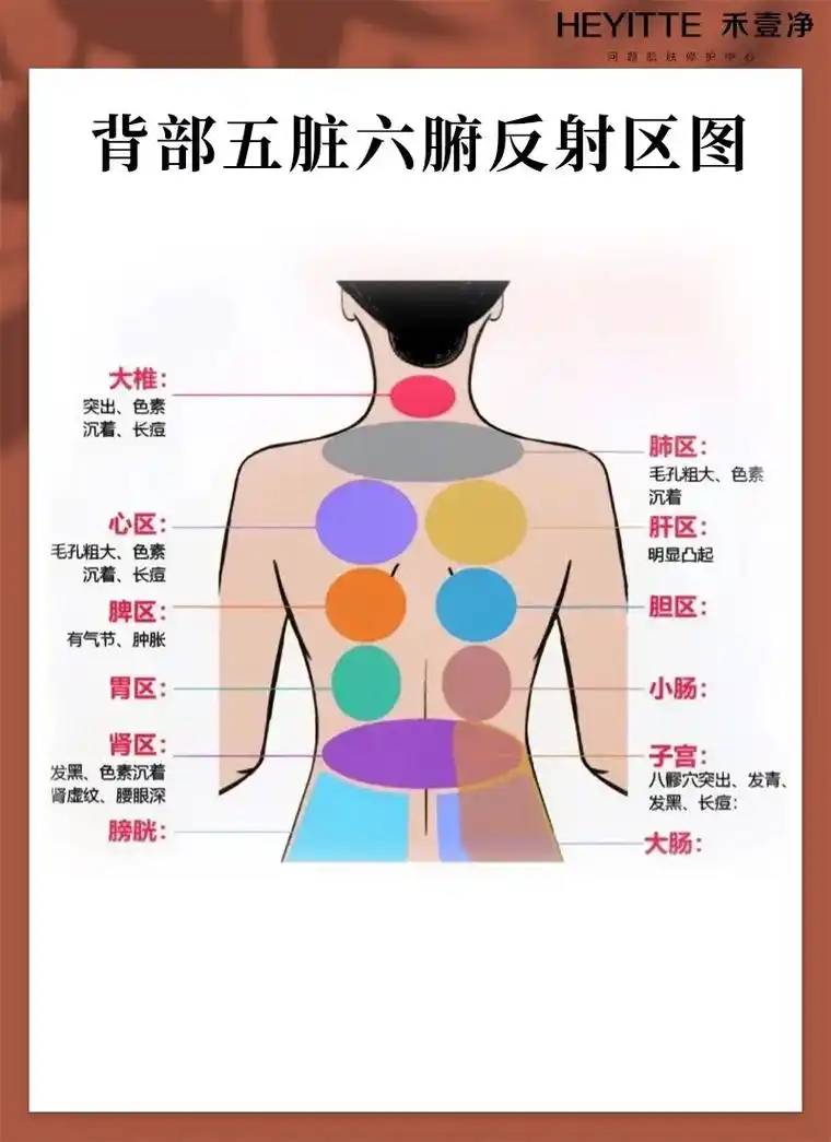 背部五脏六腑反射区图.#美容院加盟 皮肤管理店专业知识分享, - 抖音