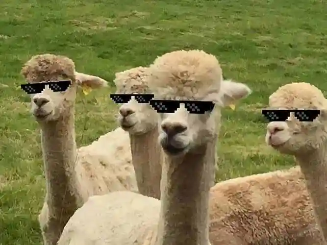 羊驼为什么吐口水羊驼为什么容易死