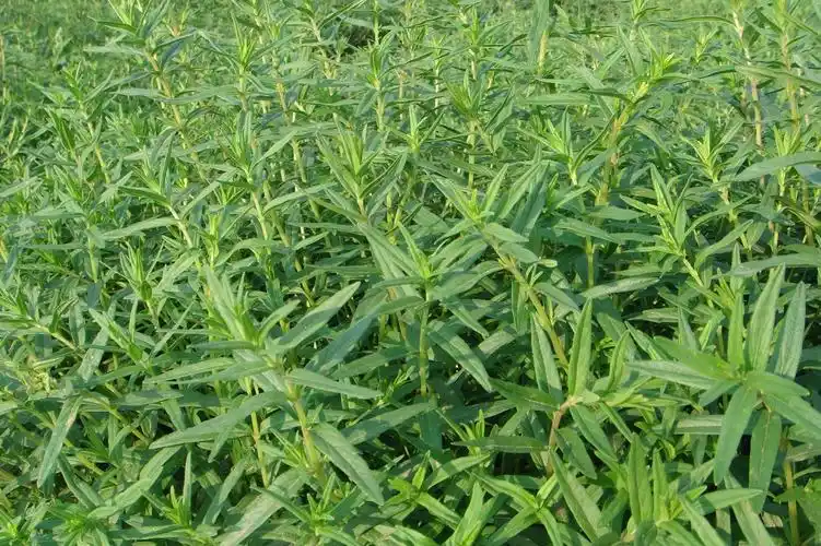 射干,党参,天南星,柴胡,苦参,红花,牛夕,当归,远志,防风,黄芪,川