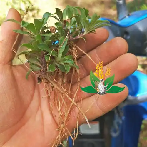 龙胆草云南野生中草苦胆草山龙胆龙胆草纯根 芦头小 无硫味道浓 100克