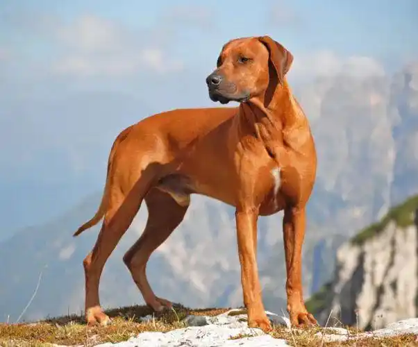 罗得西亚脊背犬高大威猛,性格坚韧顽强,是世界最知名的猎犬品种之一.