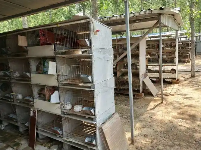 兴安比利时野兔种兔苗多少钱