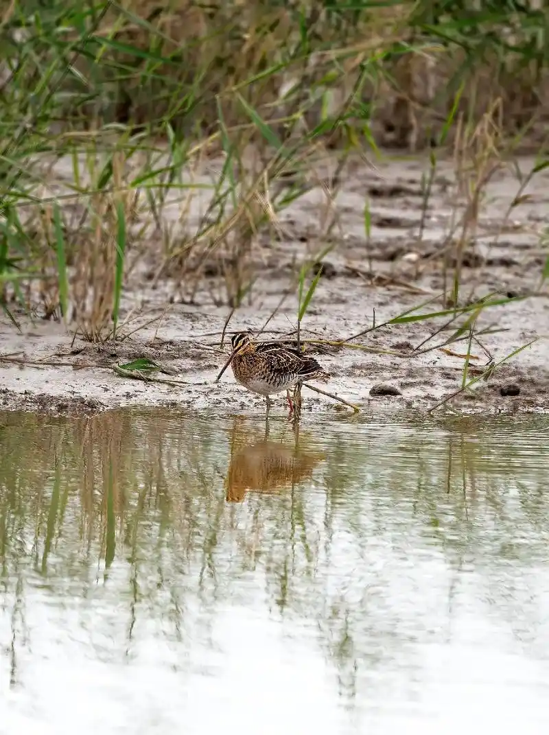野生鸟类摄影 扇尾沙锥(摄于道人山) - 抖音
