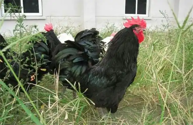 养什么肉鸡品种好