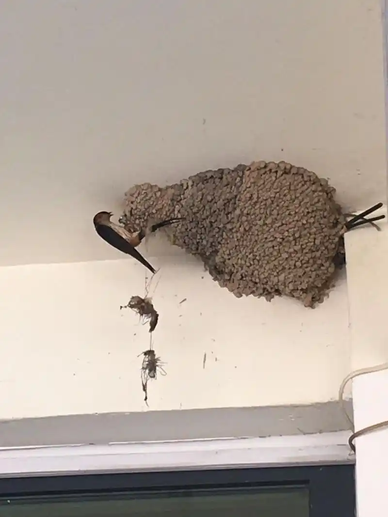 小燕子窝 燕子把巢筑在了临街商铺的屋檐下成燕真的很大一只
