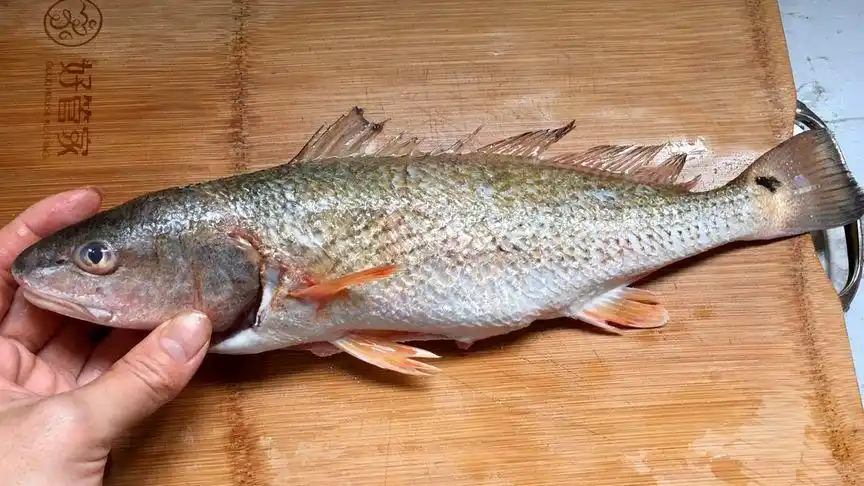 百花鲈鱼怎么煮还是广东潮汕做法好鱼肉紧实无腥味鲜甜可口