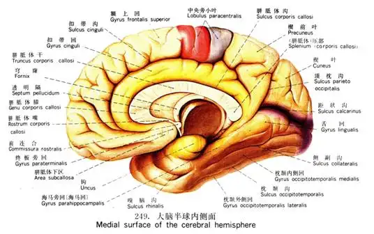 3. 大脑皮质的功能定位