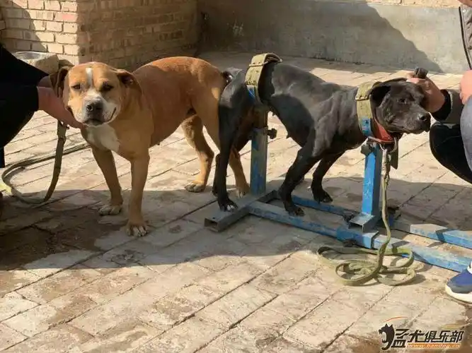 冬狗与夏狗有区别吗?【有问必答】