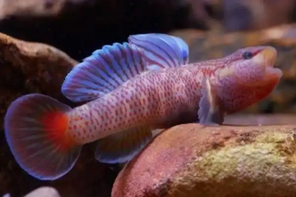 虾虎鱼喜欢吃什么?有哪些种类?寿命有多长?