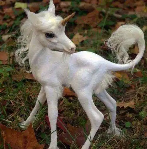 独角兽原来难道真的存在过?这几张照片太珍贵了