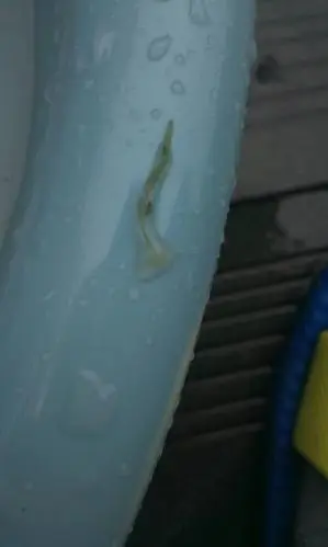 为什么我家的鱼,身上长"毛".