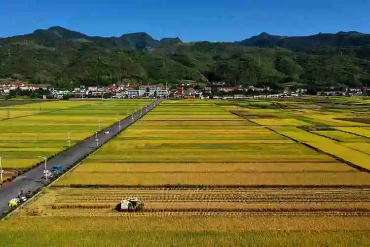 水稻收割忙又见好丰景