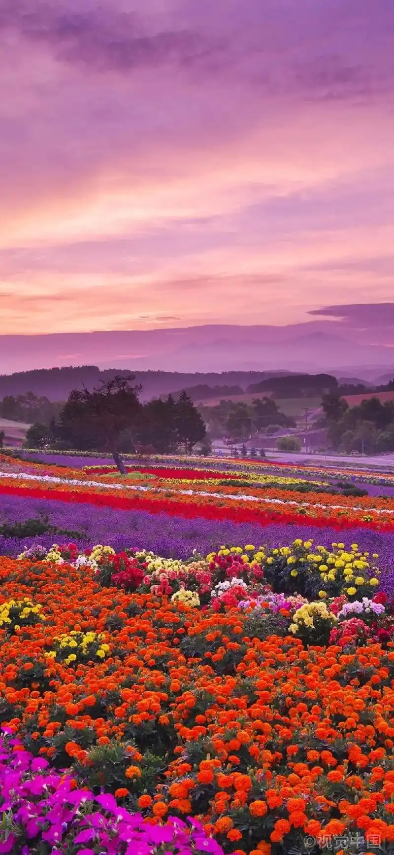 北海道花海#浪漫花海 #治愈系风景 #花94 #分享美好  - 抖音