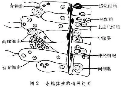 水螅纵切面