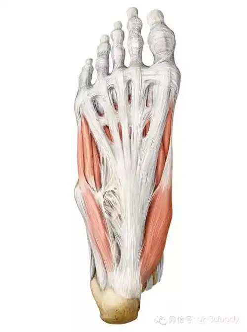 高清全身韧带解剖图