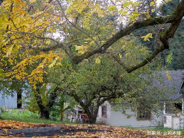 来自北美农场,一棵黑胡桃树的抑郁