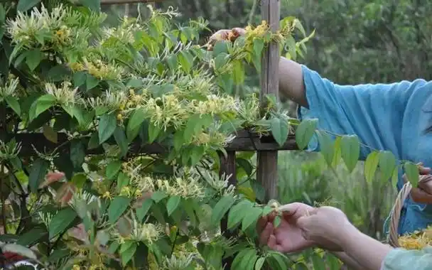 3,黄木香花这种花儿,不仅开花很多,爬藤很快,还特别容易养,满树的花朵