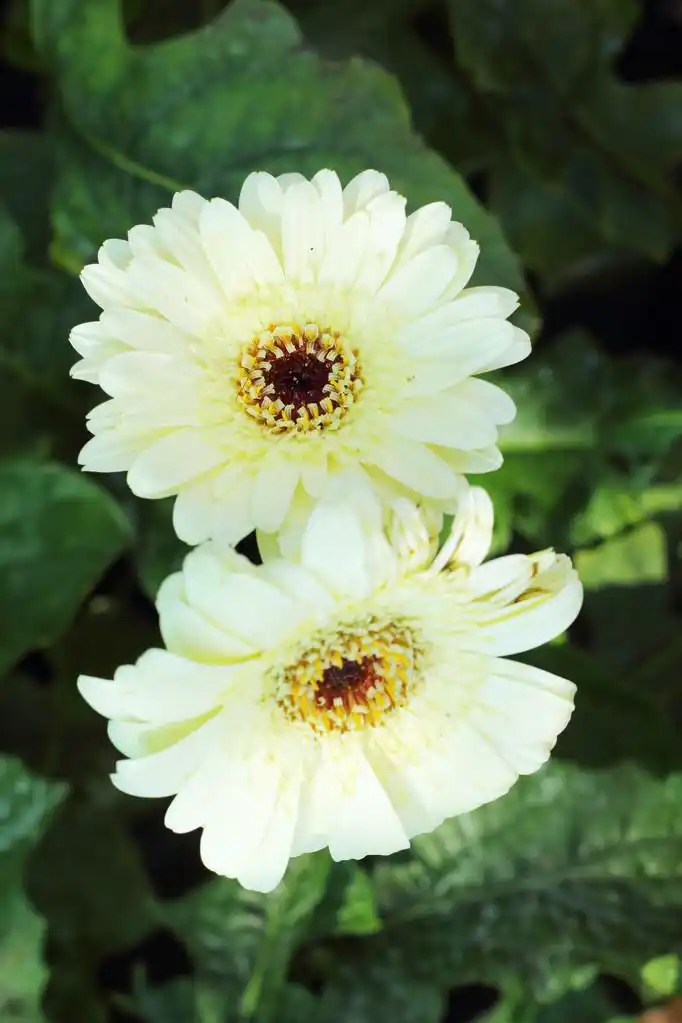 美丽的白色非洲菊花卉