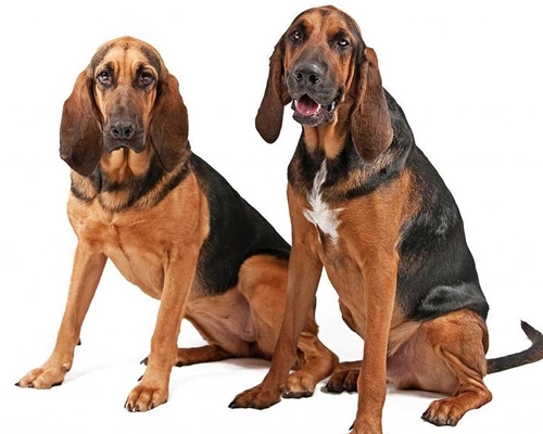 世界三大著名猎犬第二名是什么狗