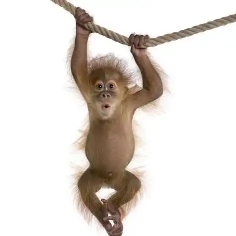 折腾的猴子头像