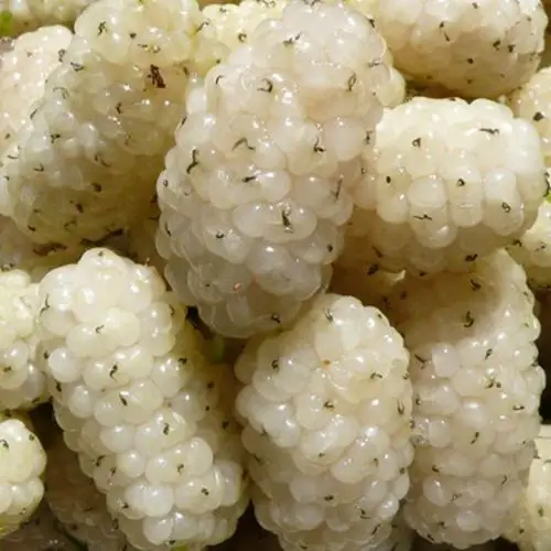 【韩国大白珍珠果桑苗 白色桑葚苗 珍珠白果桑树苗 桑果树苗批发】