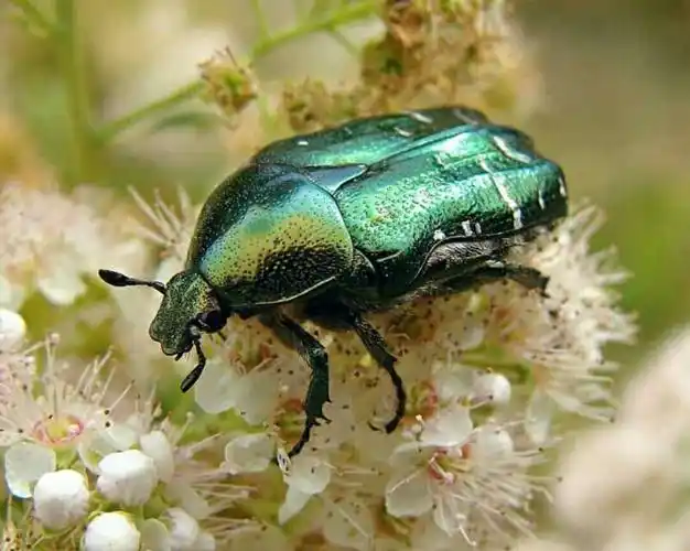 又名玫瑰金龟子.金花金龟(白星花金龟)又名姬兜.