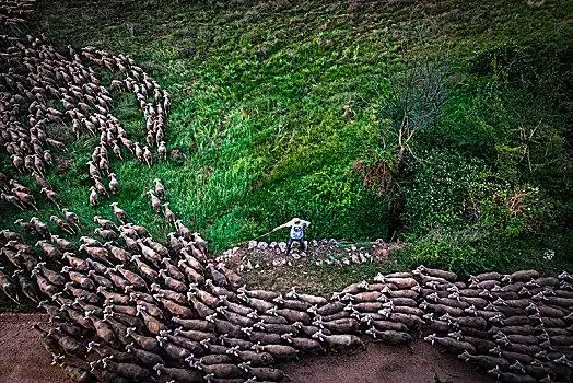 航拍,群体,绵羊,迁徙,路线,索里亚,区域,西班牙