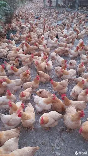 三黄肉鸡 3-4斤 母