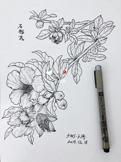 石榴花简笔画(石榴花图片大全简笔画)