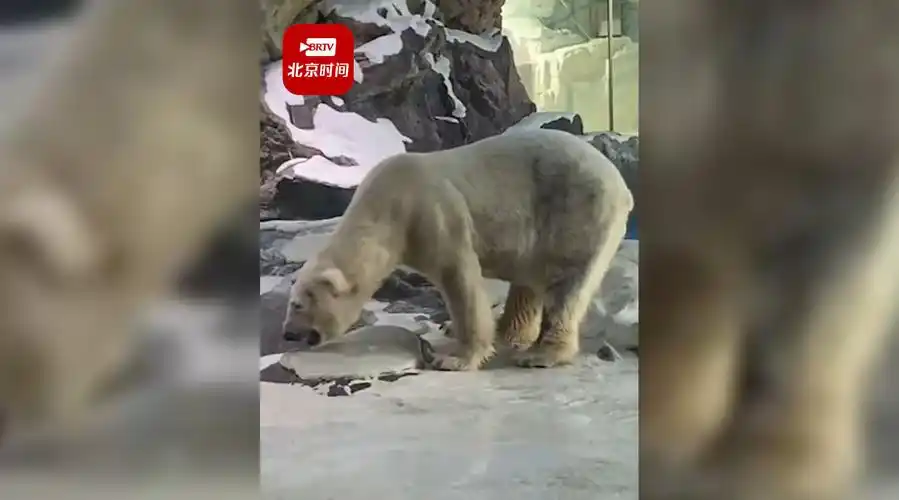 珠海长隆海洋王国回应北极熊瘦骨嶙峋