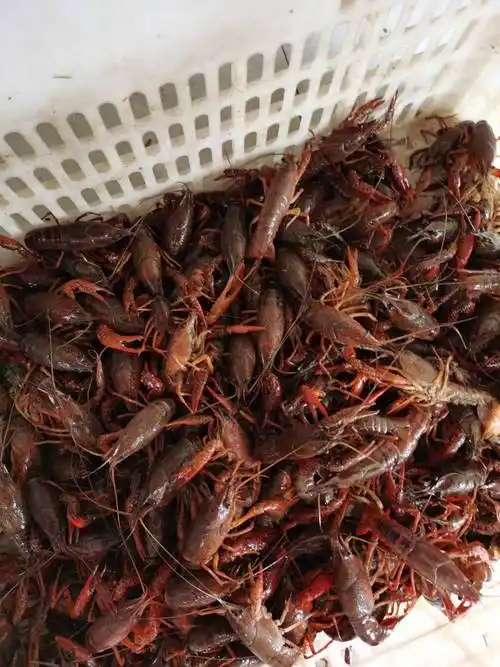 清水小龙虾 小青2-4钱