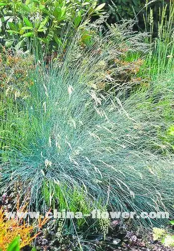 多年生观赏草新品种介绍(组图)紫羊茅蓝波