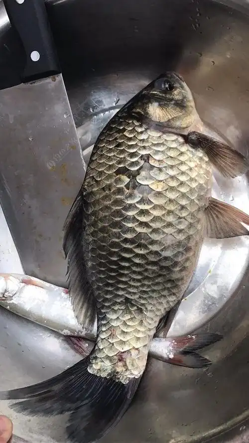 这才是正宗野生鲫鱼