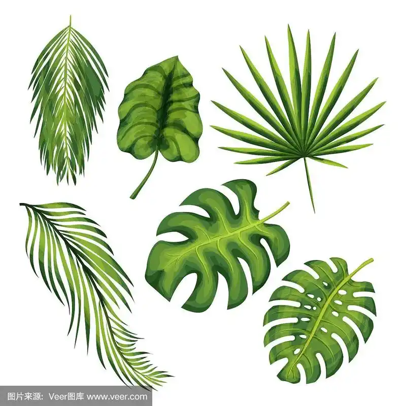 叶子,植物,绘画插图,热带雨林,热带气候